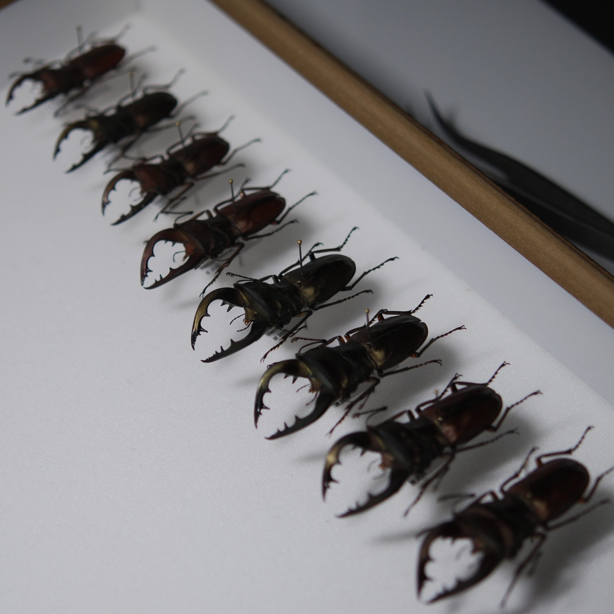 標本】マライタ島産 スペキオススホソアカクワガタ – セルヴォランの